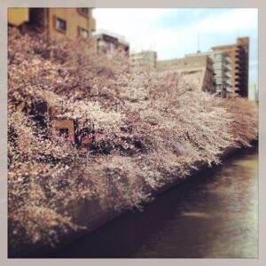 桜シーズン到来♡