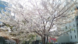 桜が咲いて、芽吹く時期には親知らずが・・・