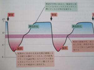 唾液の役割