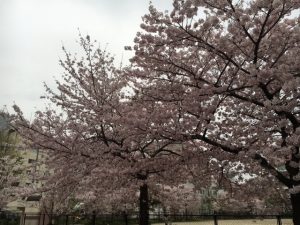 春になってきましたね