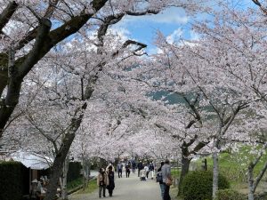 お花見ライドで秋月城跡へ行ってきました！