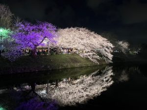 桜の季節です