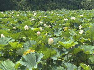 今月のギャラリー　舞鶴公園蓮の花