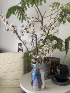 春が近づいています🌸